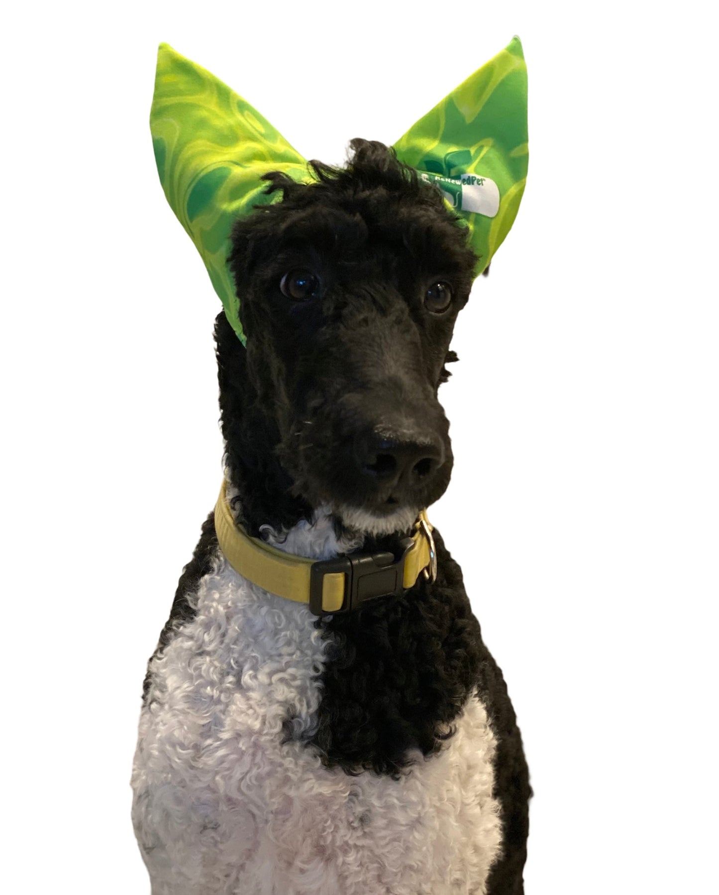 Black-and-white dog wearing lime green pet shower ear cap with RenewedPet logo patch