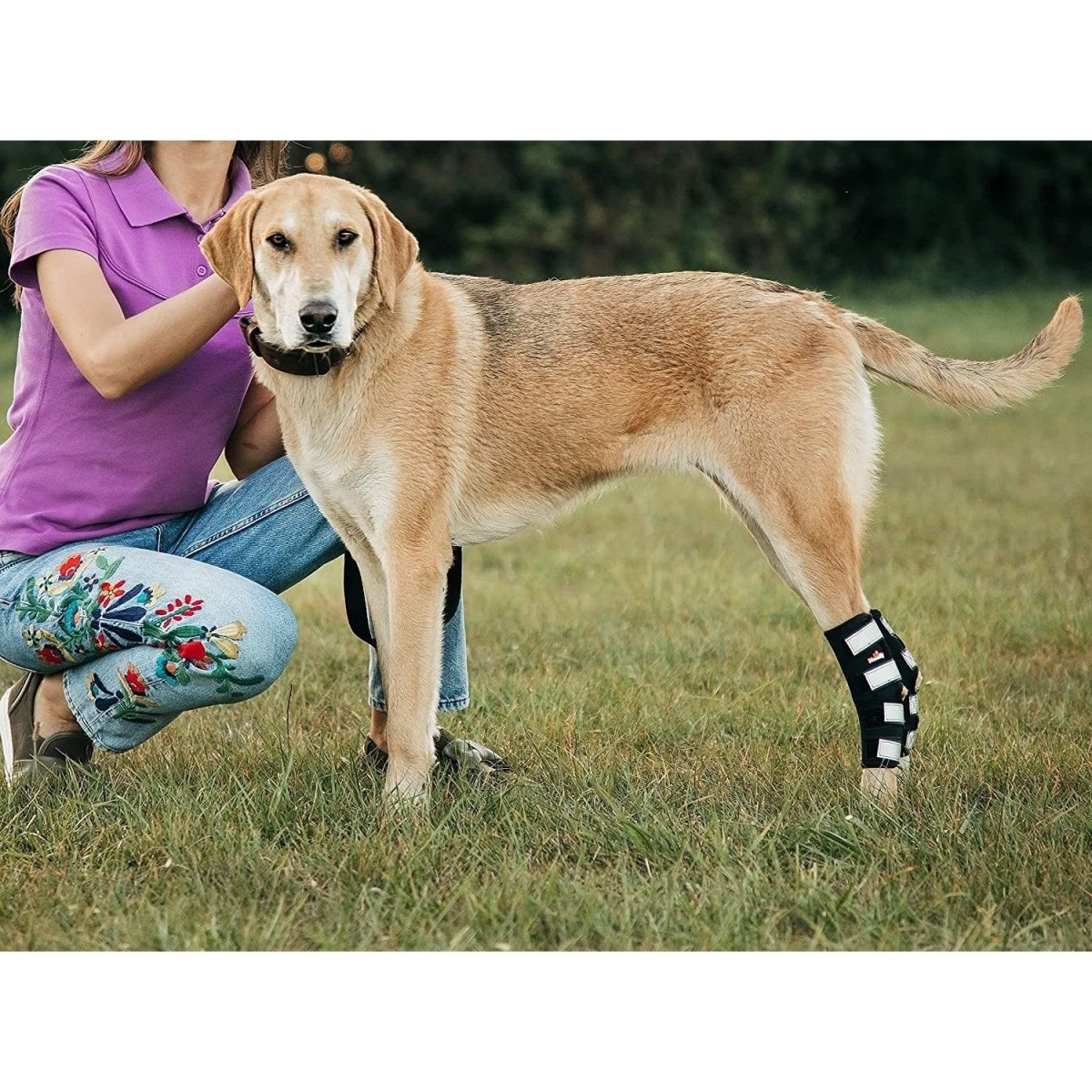Dog wearing a long rear leg hock brace on one back leg with black straps