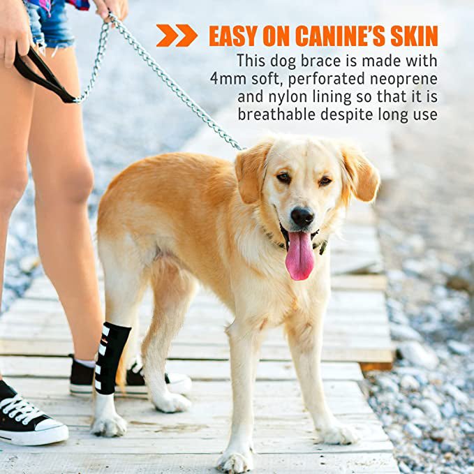 Dog wearing a rear leg hock and ankle brace on one back leg; black with reflective pads