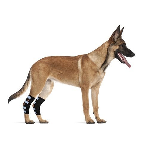 Dog wearing black rear leg hock brace with reflective strap bands