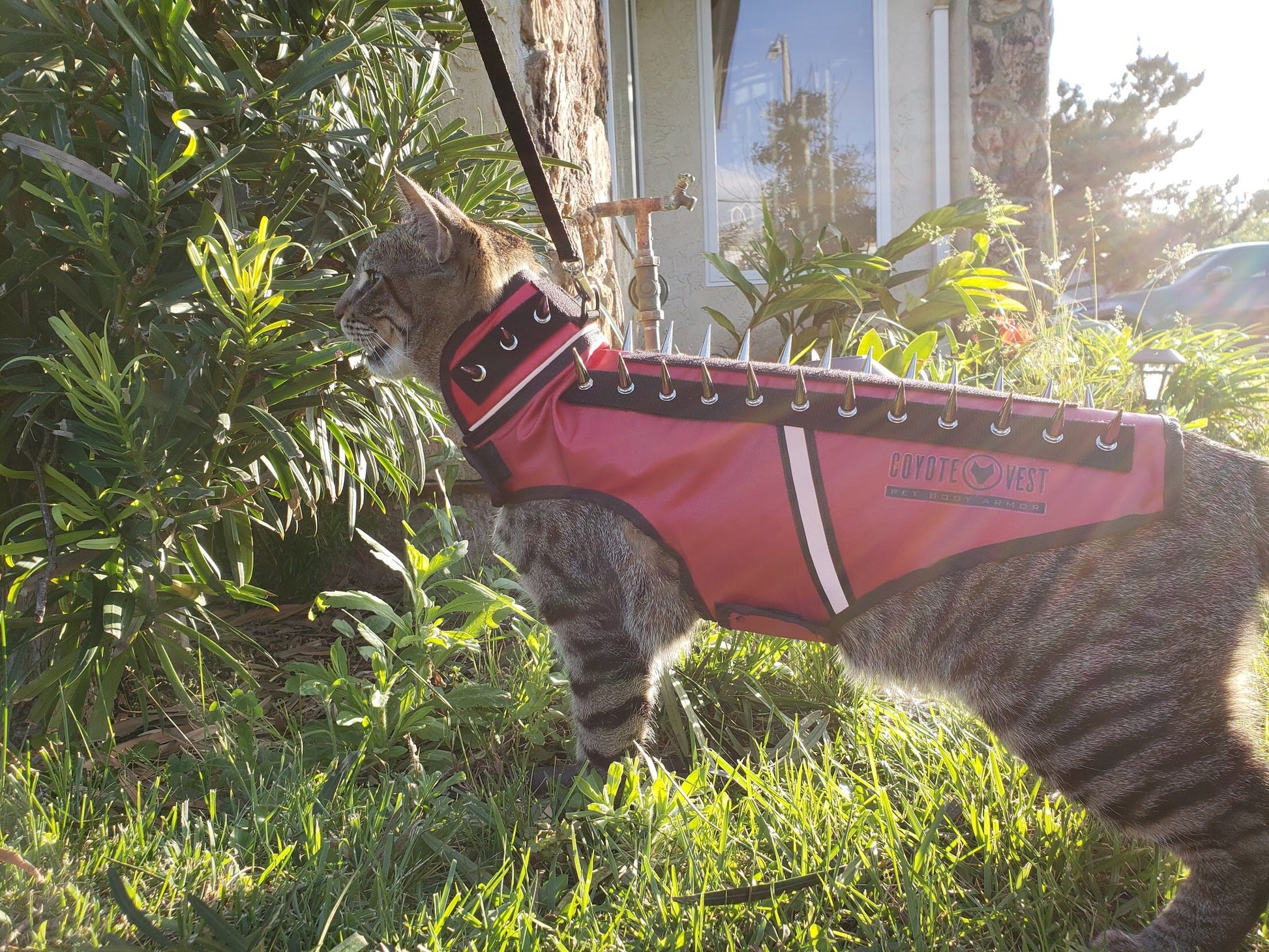Red spike-studded cat vest with black trim and white stripe, worn by a cat