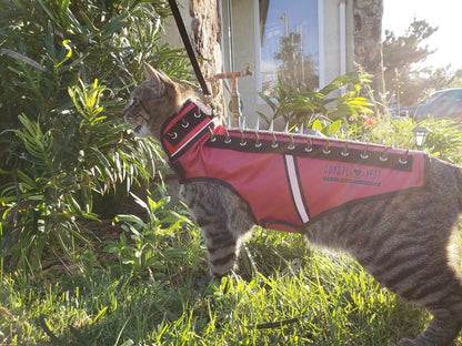 Red spike-studded cat vest with black trim and white stripe, worn by a cat