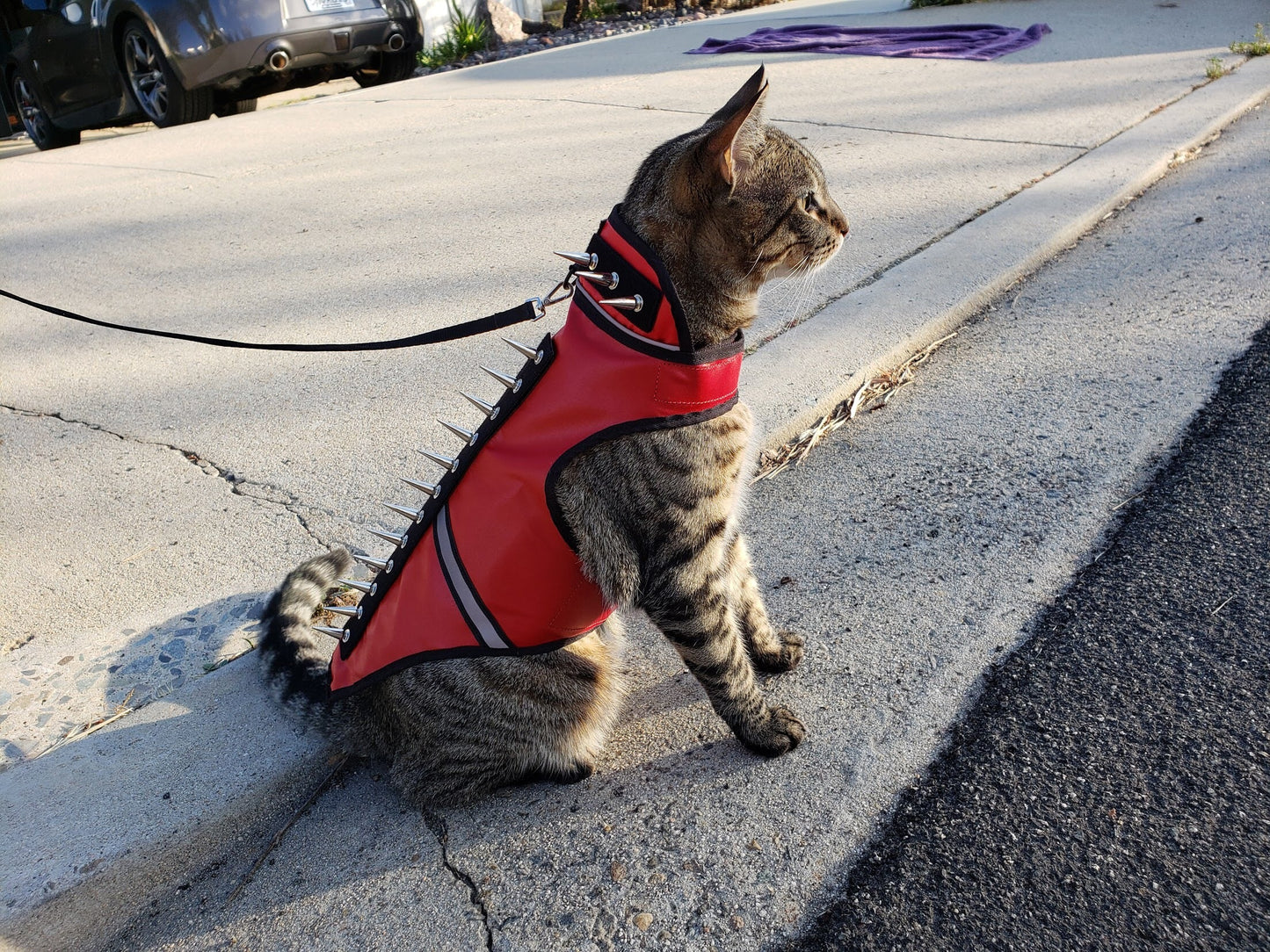 Red spike-studded cat vest with black trim and white stripe, cat wearing vest