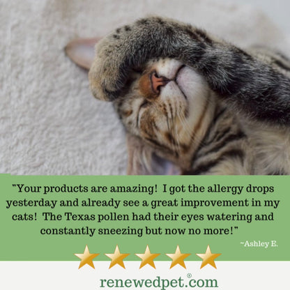Gray tabby cat with review quote and star rating