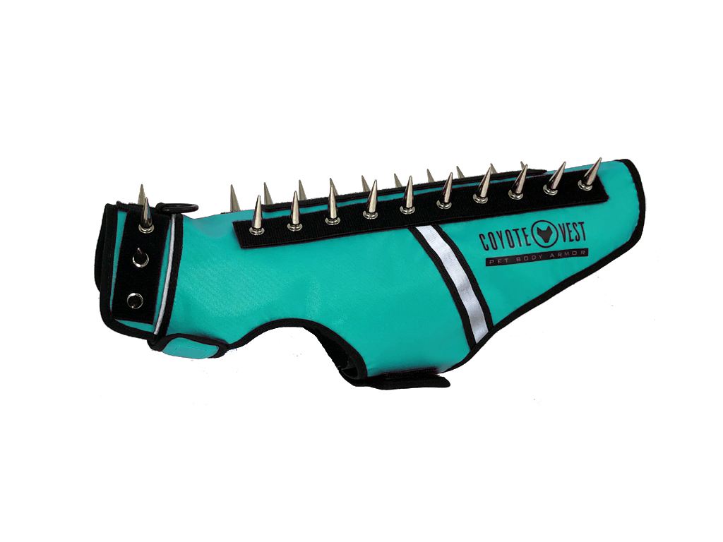 Spike vest for cats in turquoise with metal studs and white trim