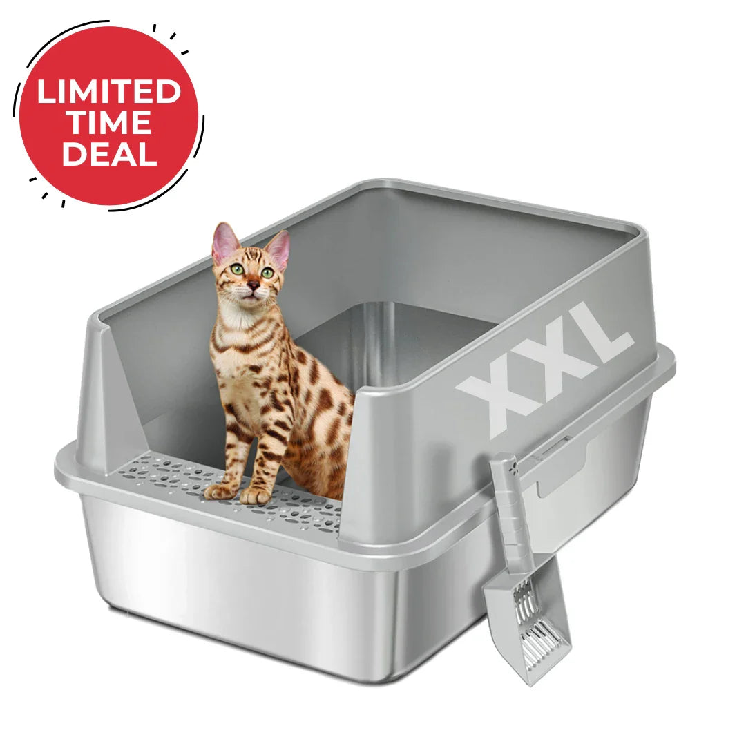 XXL gray cat litter box with high side walls and litter scoop, tabby cat inside