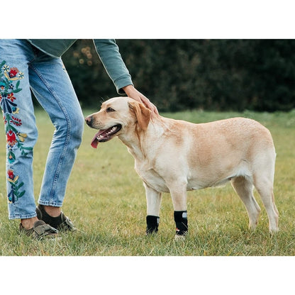 Black dog front leg splint braces on two front legs with reflective straps