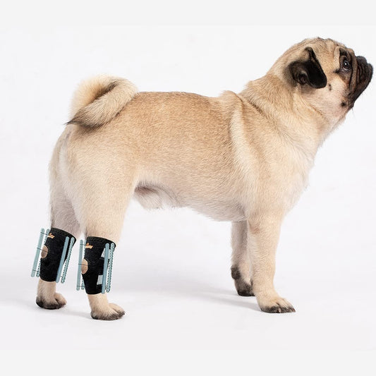 Black rear leg hock brace with reflective straps, worn on a small dog