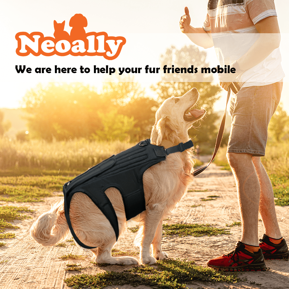 NeoAlly dog back brace, black padded support with side cutouts, worn outdoors