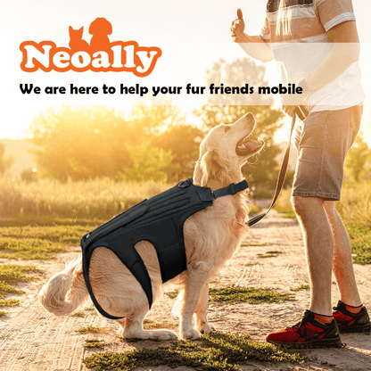 NeoAlly dog back brace, black padded support with side cutouts, worn outdoors