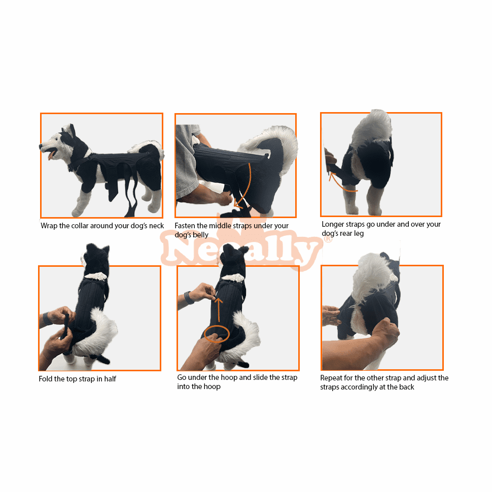 NeoAlly dog back brace installation steps, showing strap wrapping around the dog