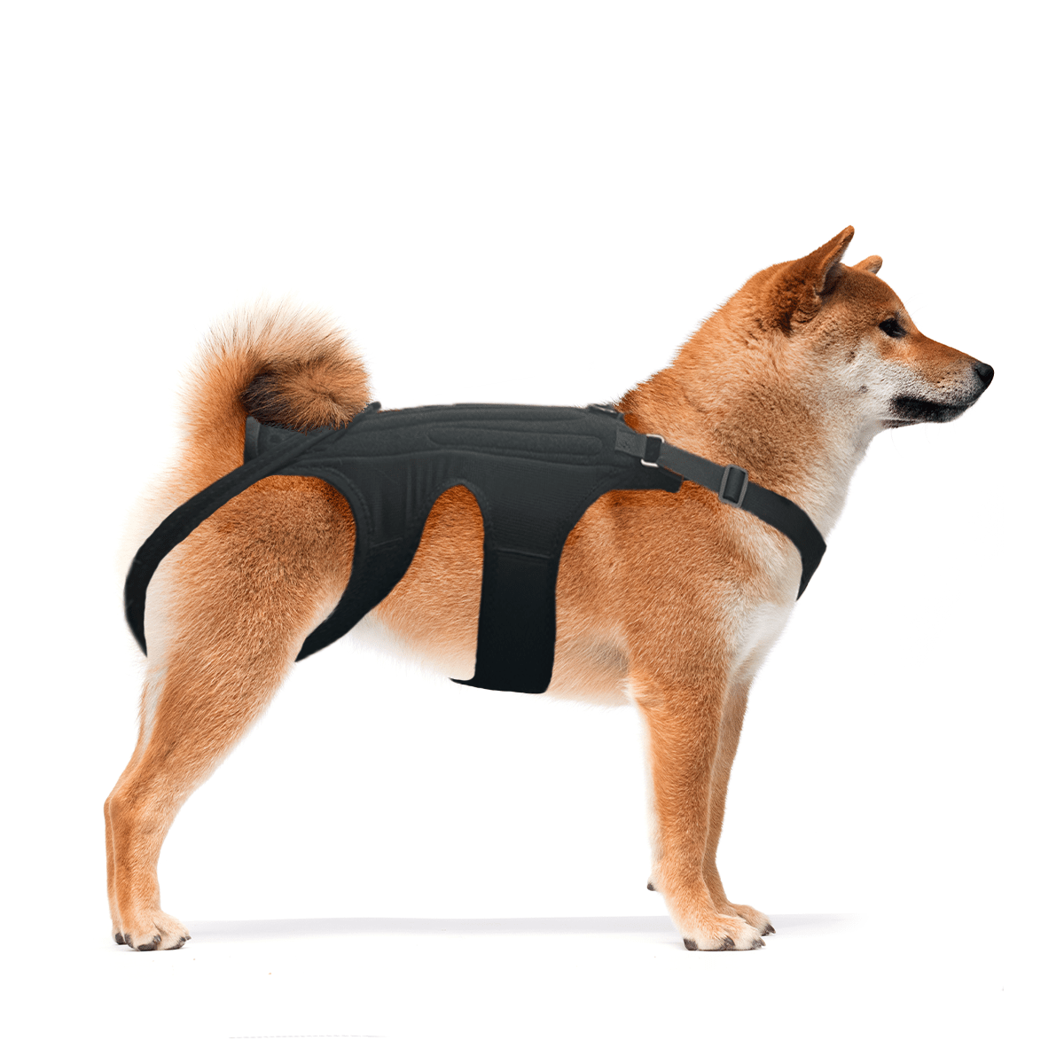 NeoAlly dog back brace, black with adjustable straps, worn on a standing dog