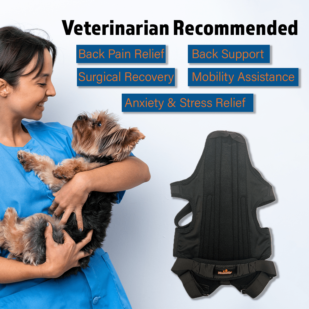 Black dog back brace with padded back panel and leg straps, shown on a dog