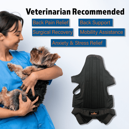Black dog back brace with padded back panel and leg straps, shown on a dog