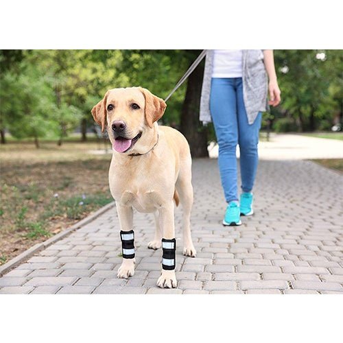 Dog wearing black front leg braces with gray reflective bands while walking outdoors