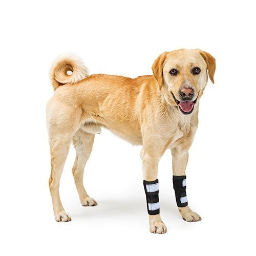 Dog wearing black front leg braces with gray reflective bands, pair on both front legs