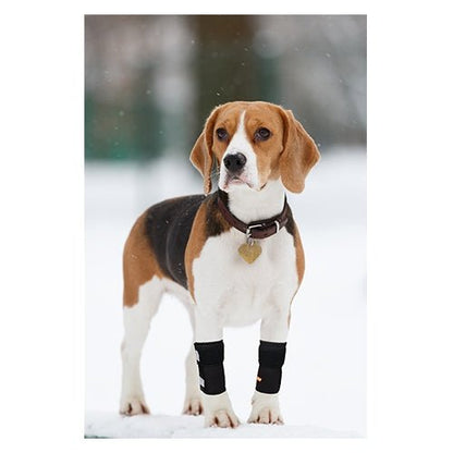 Beagle wearing black front leg braces with reflective panels on both legs