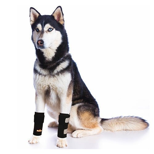 Dog wearing black front leg braces with wide straps and reflective panels