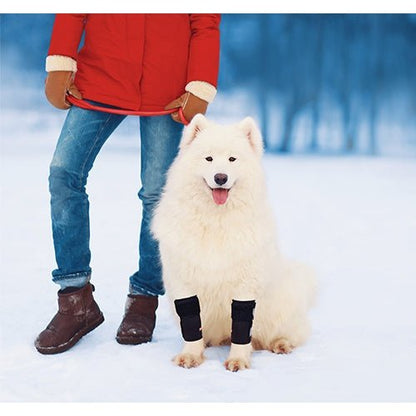 Small dog wearing black front leg braces with reflective strap sections