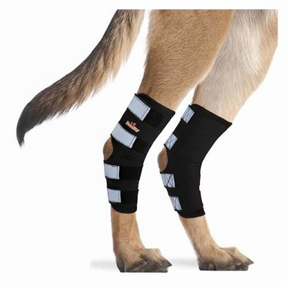 Dog wearing two rear leg hock and ankle braces; black straps with reflective pads