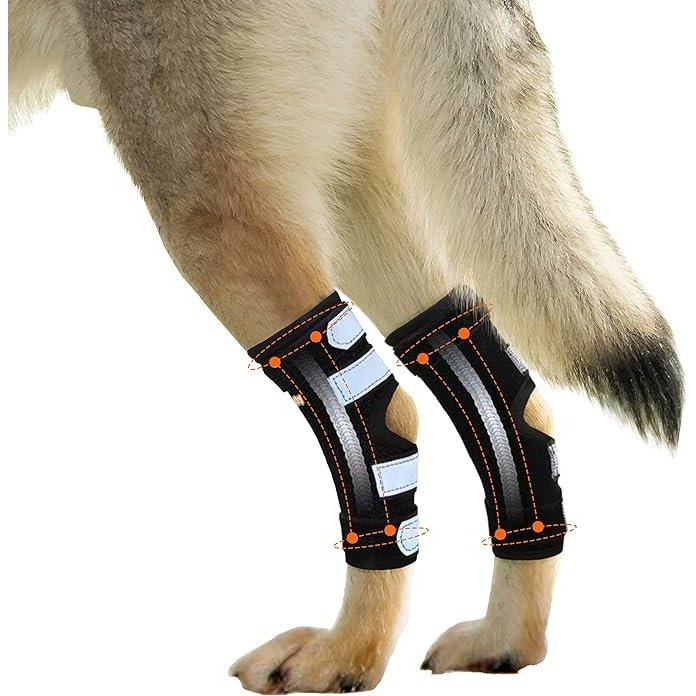 Dog rear leg hock brace pair on hind legs, black fabric with white pads and orange dots
