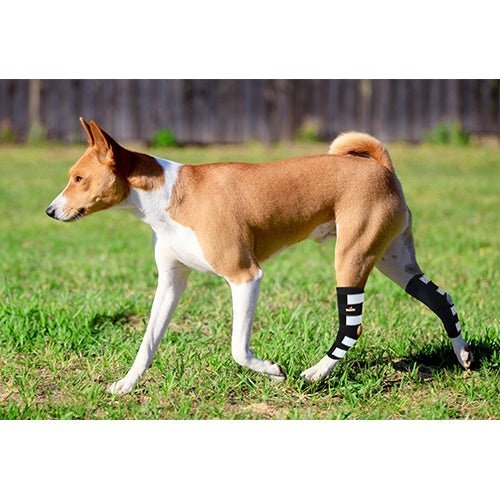 Dog wearing black rear leg hock braces with white panels while standing outdoors