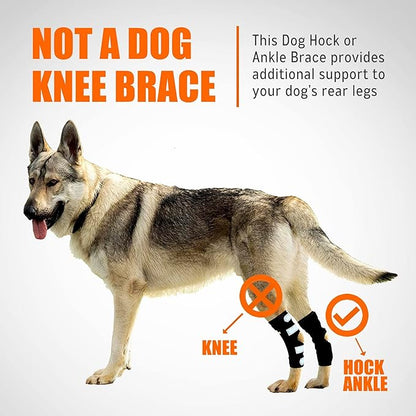 Dog rear leg hock brace with black straps and white support pads on hind leg