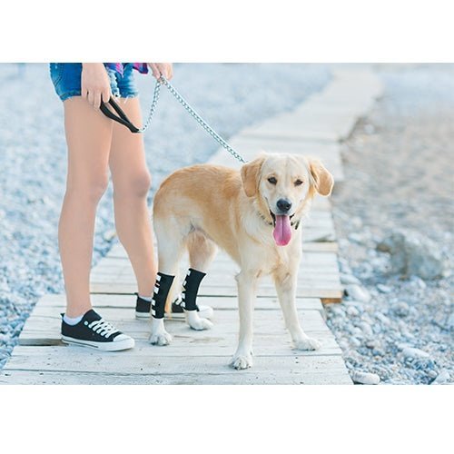 Dog standing with black rear leg hock brace and reflective strap bands