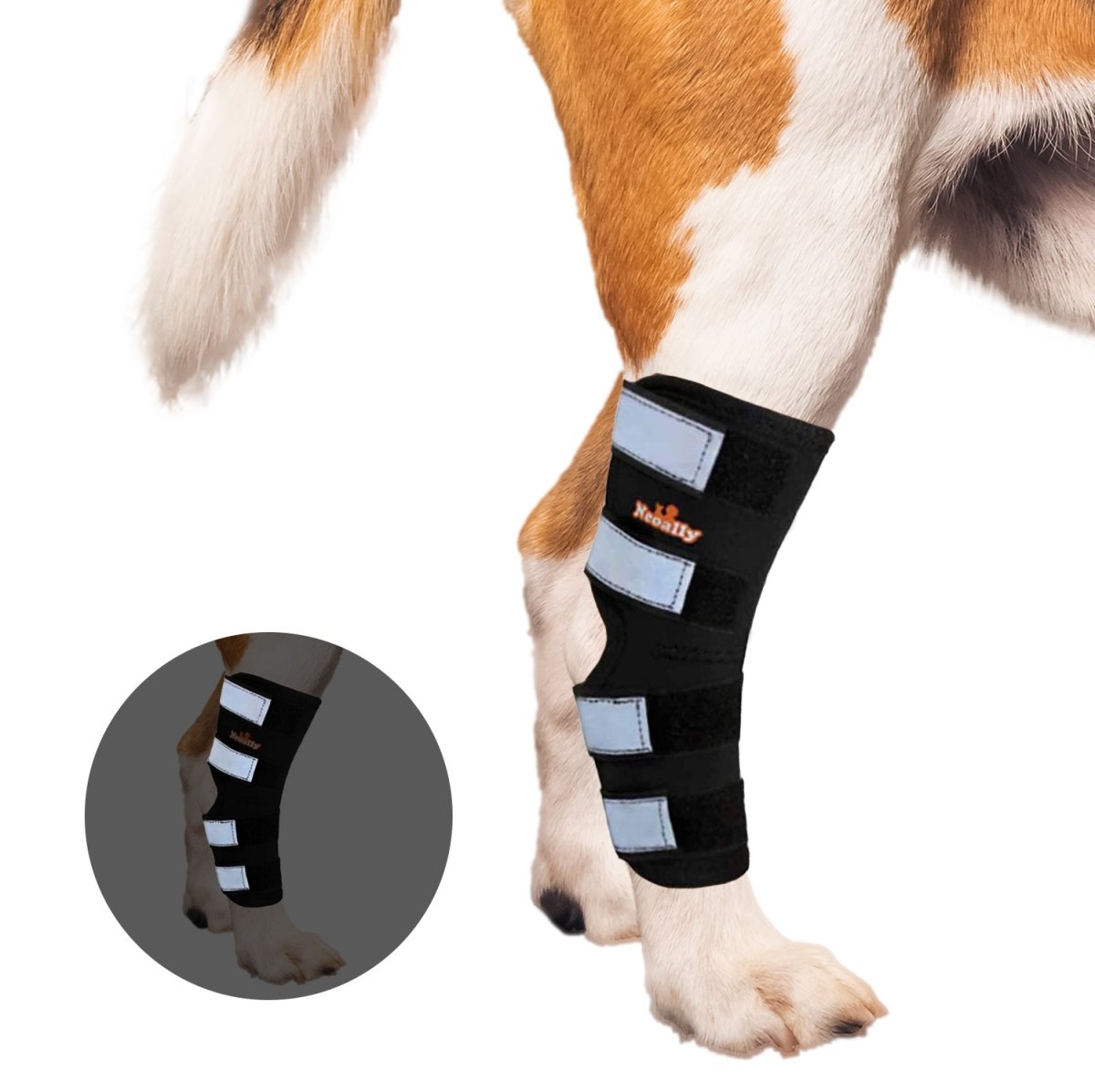 Dog rear leg hock and ankle brace detail; black straps with reflective silver panels
