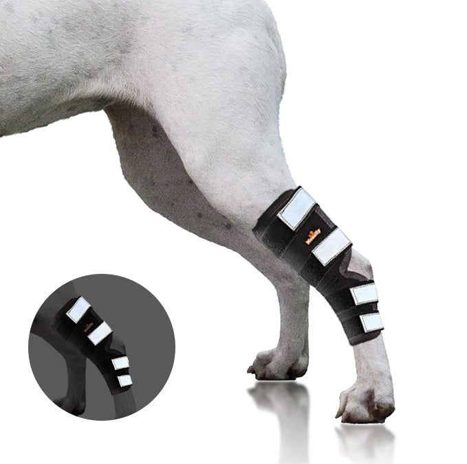 Dog hock and ankle brace close-up on black strap with reflective panels