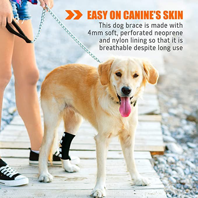 Dog wearing a rear leg hock and ankle brace with black straps and reflective pads