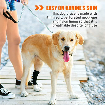 Dog wearing a rear leg hock and ankle brace with black straps and reflective pads