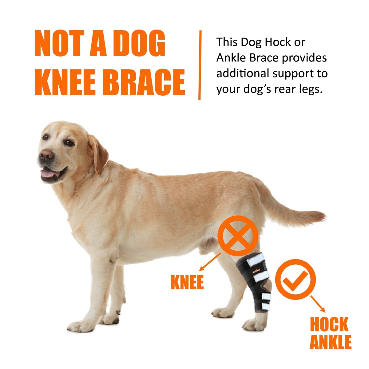 Pair of dog rear leg hock and ankle braces with black straps and reflective pads