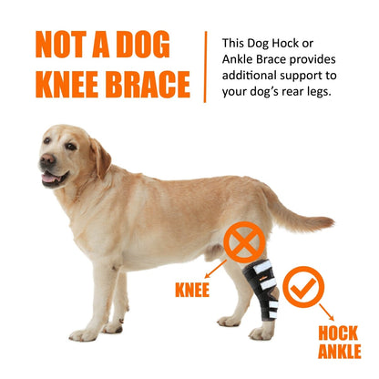 Pair of dog rear leg hock and ankle braces with black straps and reflective pads