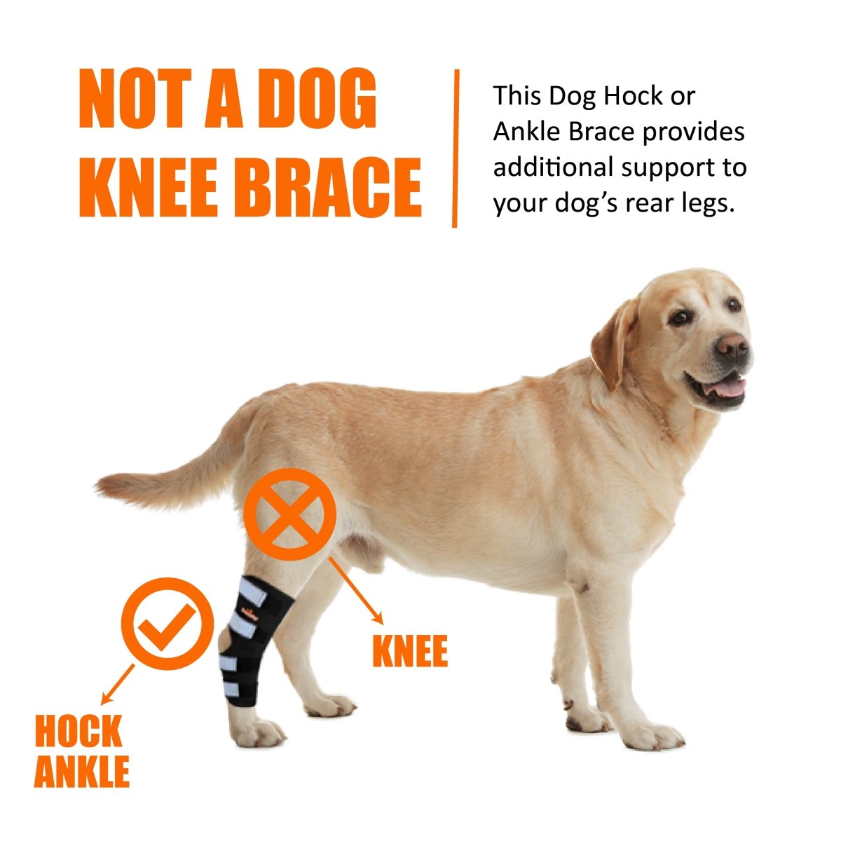 Dog rear leg hock and ankle brace with black straps and reflective pads
