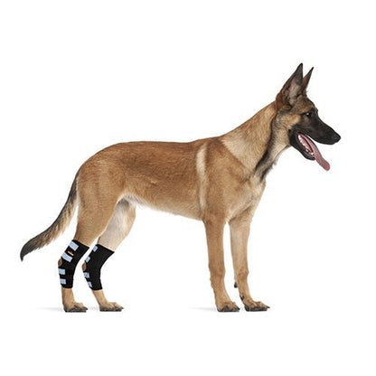 Dog wearing black rear leg hock brace with reflective strap bands