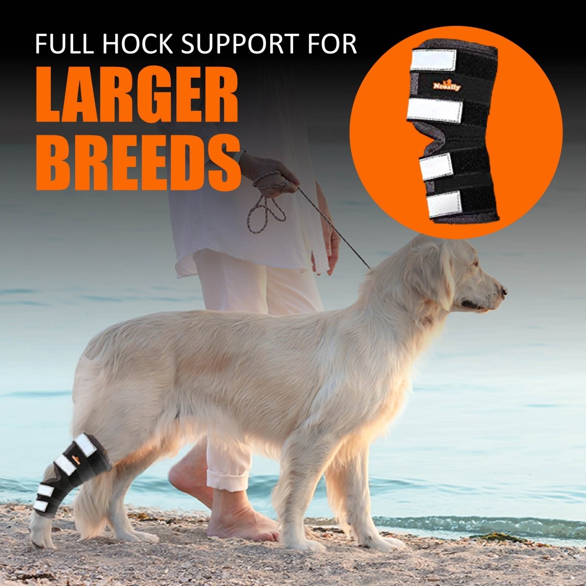 Dog wearing black rear leg hock brace with reflective strap panels