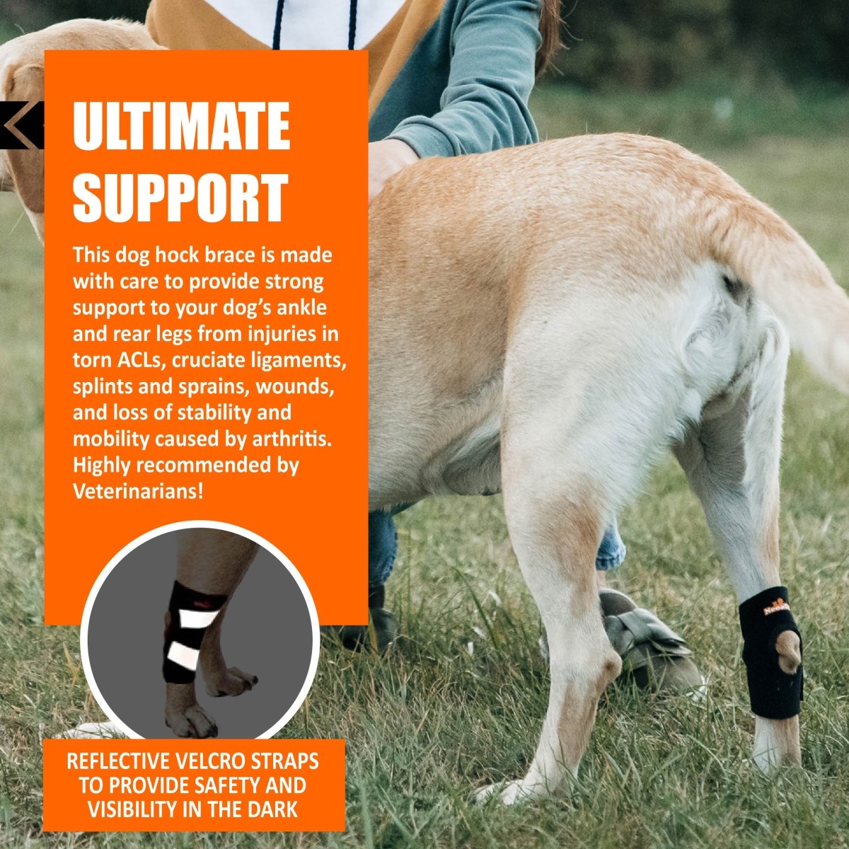 Dog wearing pair of black rear leg hock braces with reflective gray straps