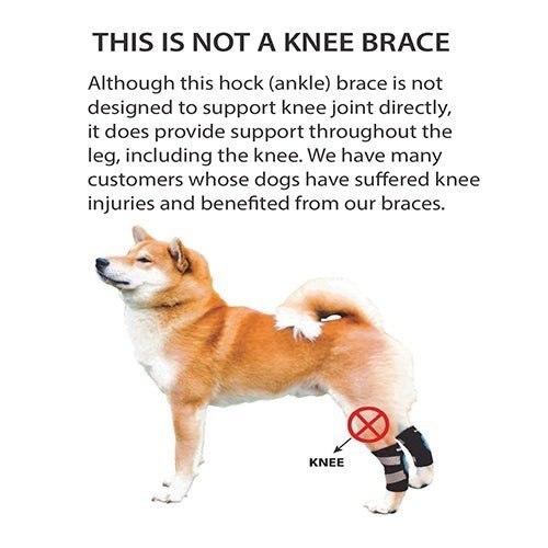 Dog rear leg hock brace with reflective gray straps on one hind leg