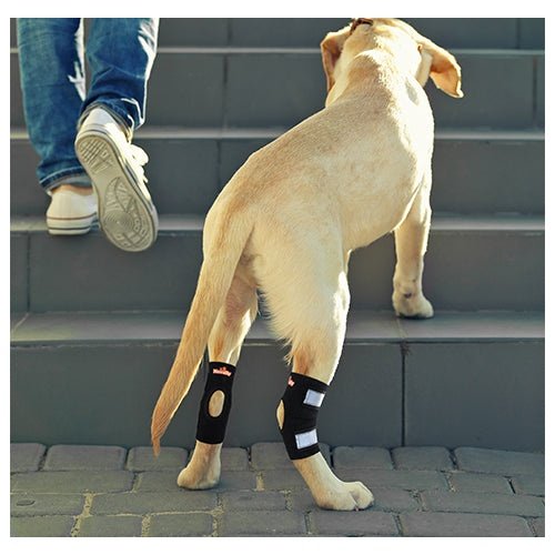Pair of black rear leg hock braces with reflective gray straps on a dog