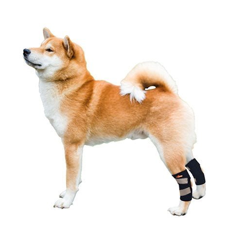 Single black rear leg hock brace with reflective gray strap on a dog