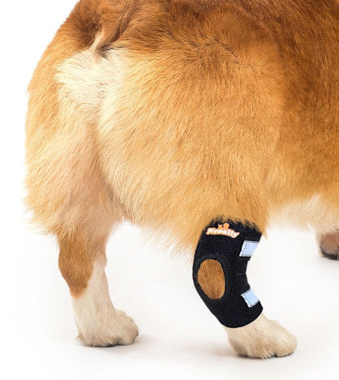 Black dog rear leg hock brace with reflective gray strap, side view