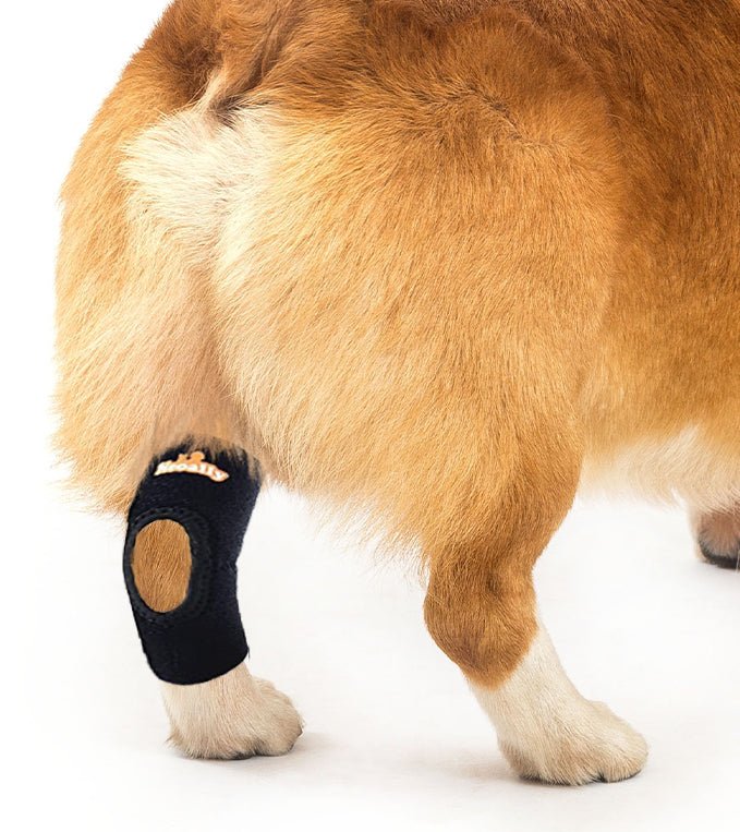 Black dog rear leg hock brace with reflective gray strap on one leg