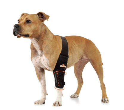NeoAlly black dog elbow and shoulder brace with spring insert on front leg