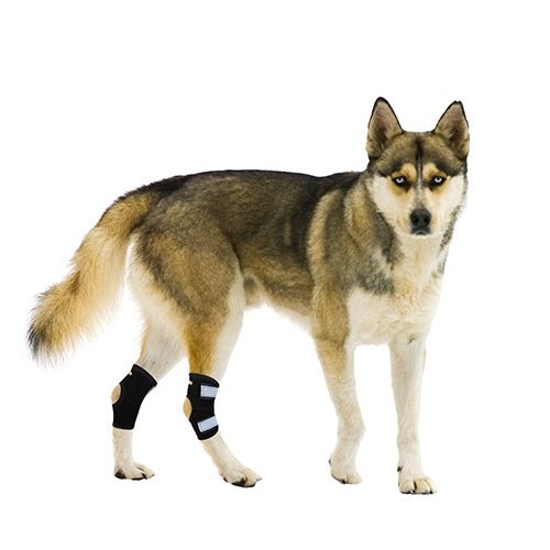 Small dog wearing black rear hock support braces with white reflective strap panels