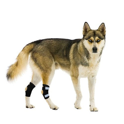 Small dog wearing black rear hock support braces with white reflective strap panels