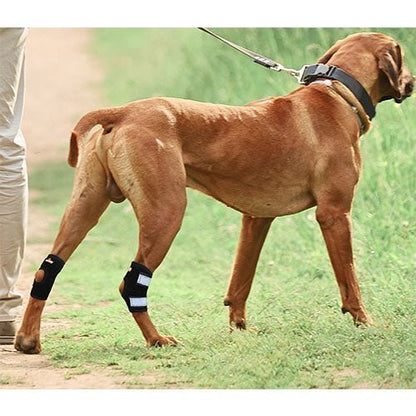 Dog walking with black rear hock braces featuring white reflective strap details